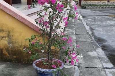 Đoàn trường THPT C Hải Hậu hưởng ứng phong trào “Tết trồng cây” xuân Tân Sửu 2021
